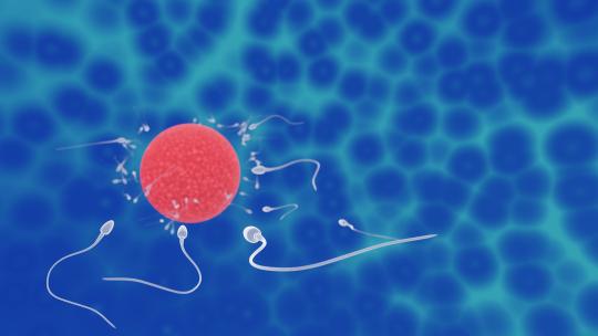 卵子和精子之间的受精前模型 3D动画4K