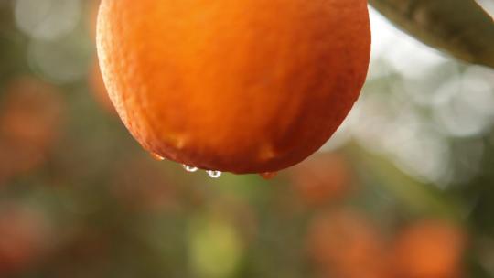 实拍果园橘子橙子丰收视频素材
