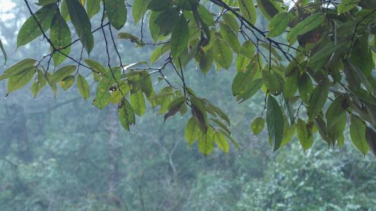 下雨天的绿叶