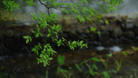 春天杭州乌龟潭阴雨天植物绿色自然