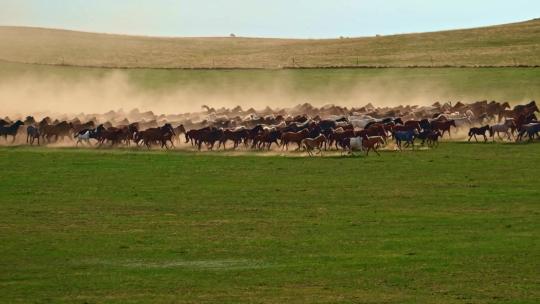 高清航拍草原马骑马一群马内蒙古