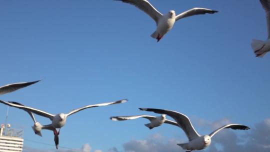 一群海鸥在天空飞翔慢动作