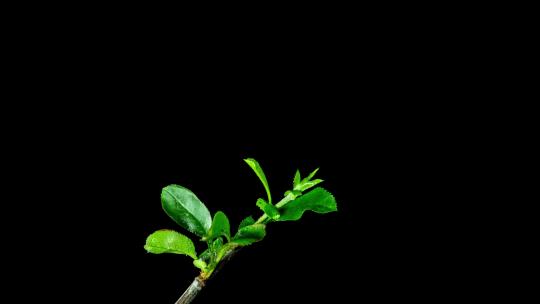 植物发芽树叶发芽生长延时拍摄