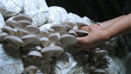 大棚内采收的蘑菇、工人采收蘑菇、产业扶贫