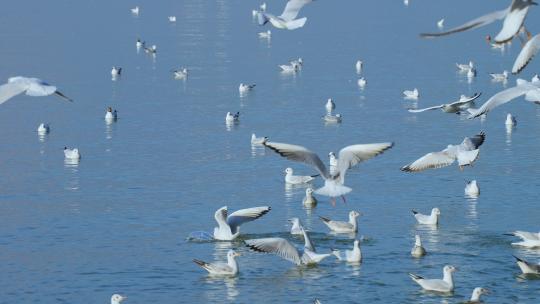 冬天深圳湾公园飞翔的海鸥