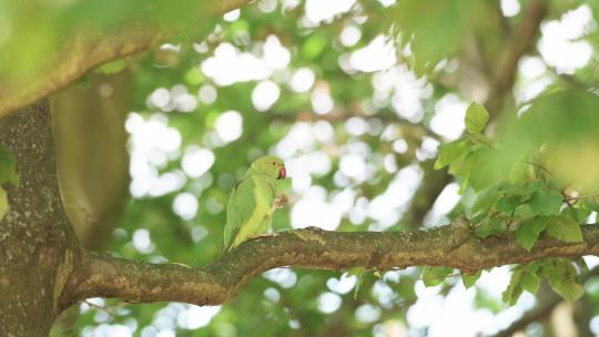 彩色鹦鹉栖息在树枝上