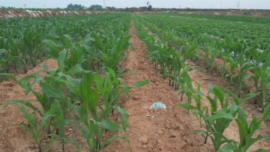玉米 玉米苗 棒子苗 三农农业 玉米苗期