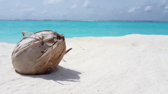 一颗椰子在海边的沙滩上