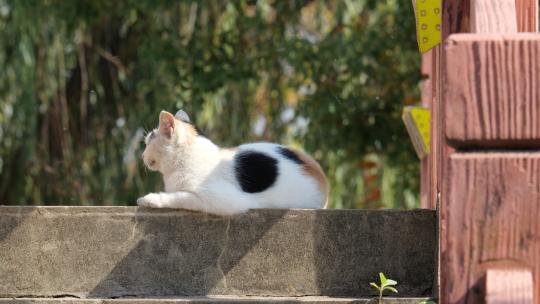 可爱猫咪4K实拍镜头