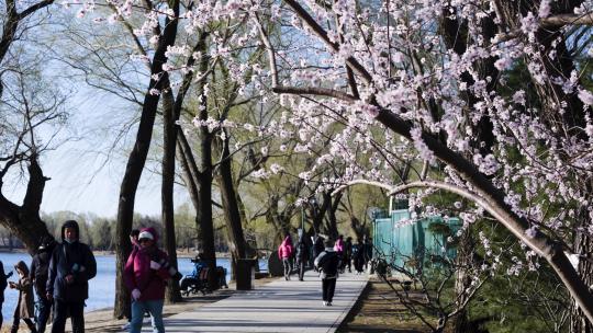 北京颐和园春季春天山桃花