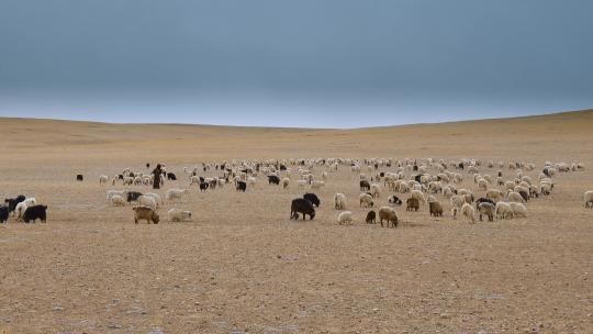 西藏旅游风光高原牧区羊群