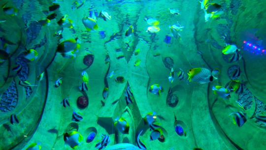 海洋馆水族馆海底世界热带鱼
