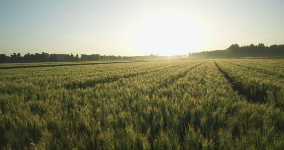 芒种麦田收割小麦