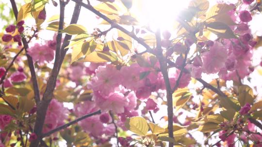 春天空镜-春天樱花