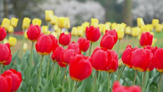 4k实拍杭州太子湾郁金香花海