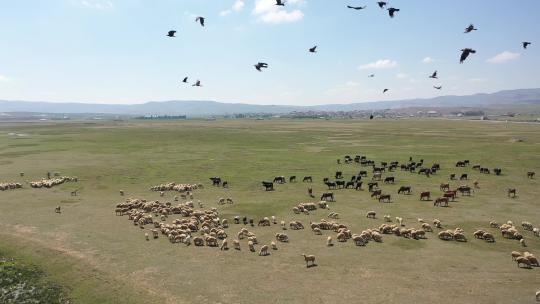 牛羊在绿色平原上吃草