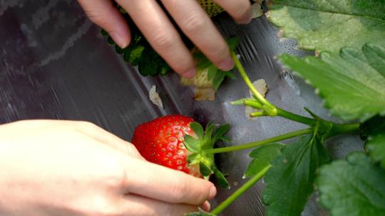 大棚种植草莓采摘视频素材模板下载