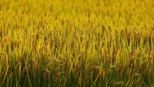 农村粮食水稻成熟了实拍