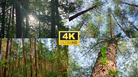 自然生态森林光影4k