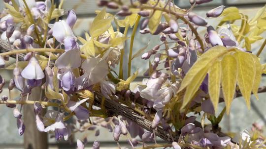 春天盛开的紫藤花花朵
