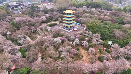 航拍武汉春天东湖樱园五重塔盛开的樱花