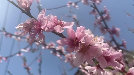 春天盛开的桃花花朵