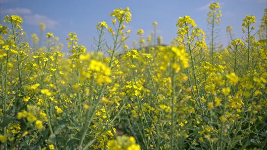 重庆潼南油菜花实拍