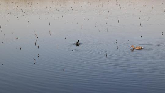 春天在湖中戏水的野鸭子