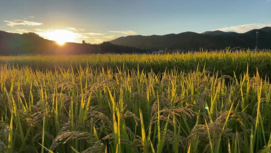 黄昏夕阳下金色的稻田