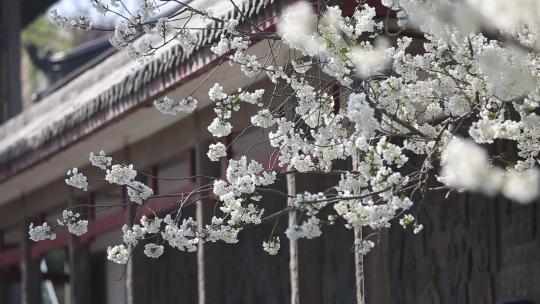 济南五龙潭，春季樱花植物盛开洁白如雪