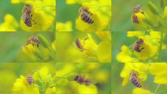 春天蜜蜂在油菜花上采蜜微距镜头合集高清在线视频素材下载