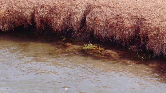 冬季 草原 河流 水流 清澈的 水