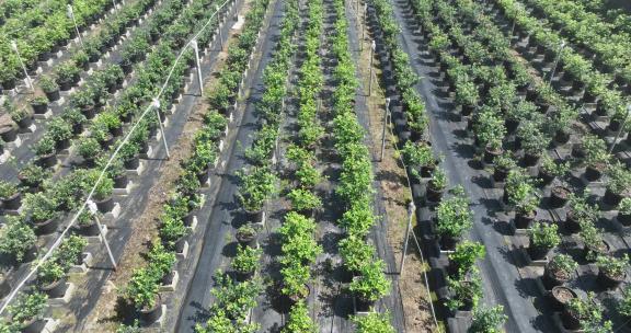 俯瞰农业种植蓝莓园