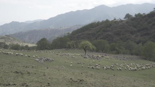 白天，在山坡上吃草的一群绵羊身上拍摄的高角度照片。