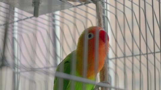 鸟笼里色彩鲜艳的鹦鹉