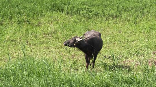4K拍摄在草地里悠然吃草的水牛