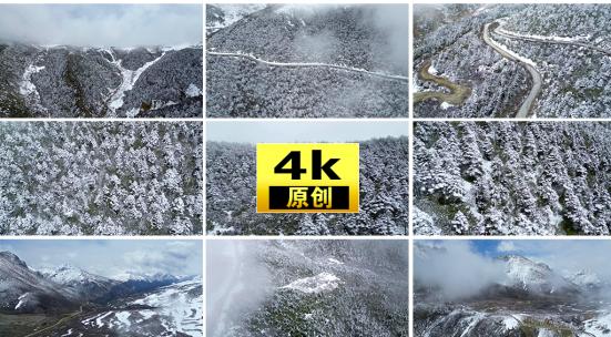 雪松雪景雪地森林银装素裹高清在线视频素材下载