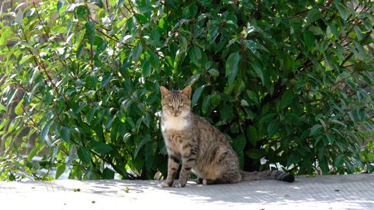 可爱猫咪4K实拍镜头