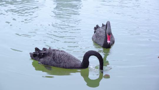 湖面上自由的黑天鹅