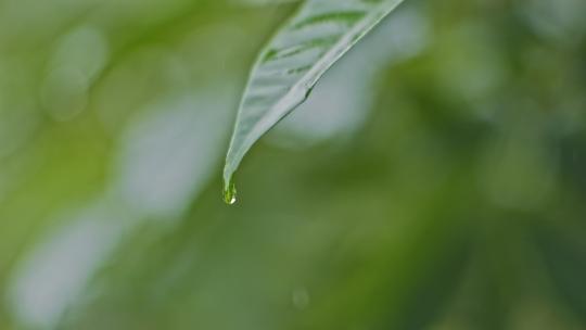 雨水水滴绿叶滴水