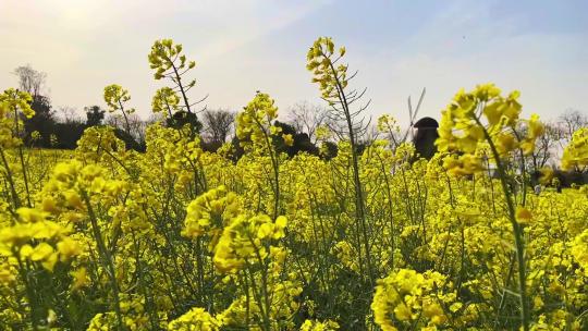 万国公园油菜花升格2