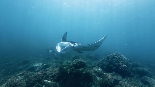 海底拍摄蝠鲼魔鬼鱼Manta视频素材模板下载