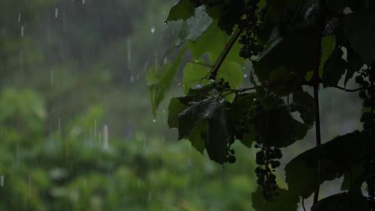 下雨天雨水拍打树叶视频素材模板下载