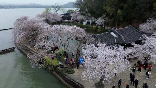 太湖鼋头渚春天樱花航拍