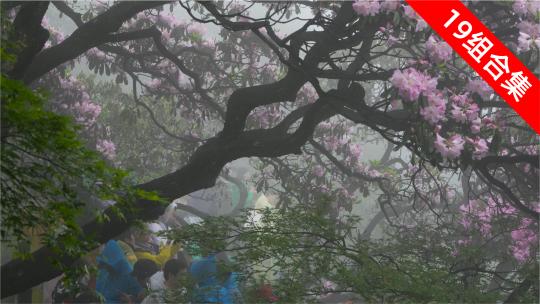 春雨游客踏青华顶森林公园，赏杜鹃花盛开