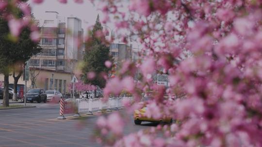 北京怀柔城市春季升格视频