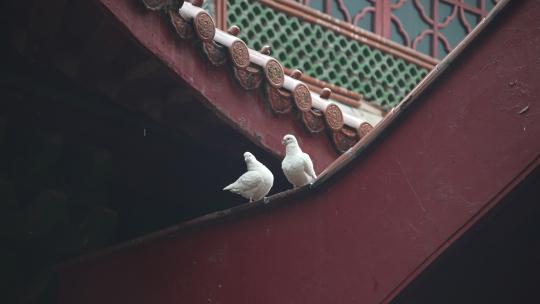 下雨天屋檐上的鸽子在梳理羽毛