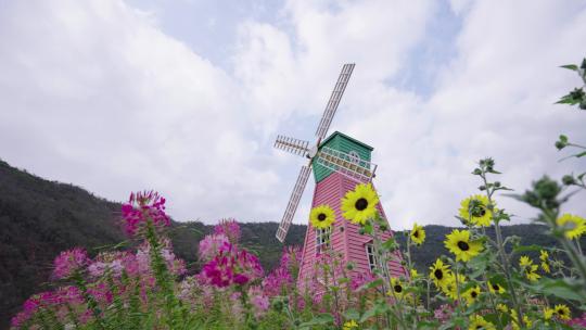 鲜花风车自然风光向日葵春游花海植物田野