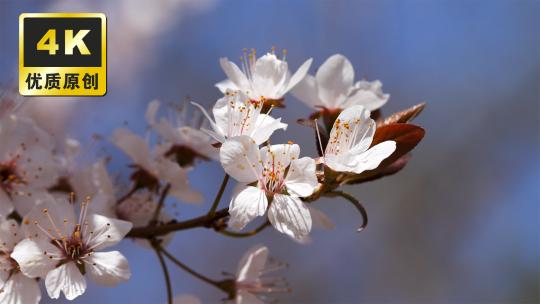 桃花盛开春意盎然粉色花瓣盛放蜜蜂飞舞