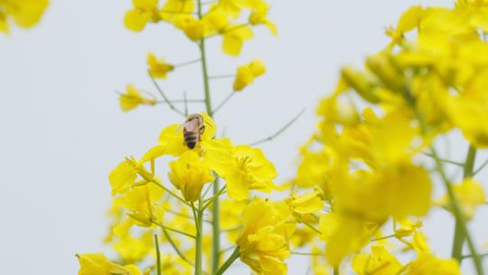 油菜花蜜蜂采蜜实拍镜头